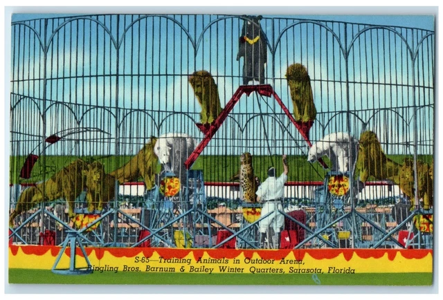 c1950 Training Ringling Bros. & Barnum & Bailey Circus Sarasota Florida Postcard
