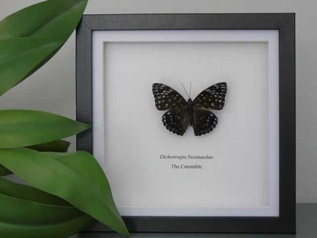 Dichorragia Nesimachus - The Constable - Framed Taxidermy Butterfly - Entomology