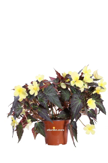 Giardino Di Rose, Cespuglio Delle Rose Fotografia Stock - Immagine: 74224684 Giardino Di Rose, Cespuglio Delle Rose Fotografia Stock - Immagine: 74224684