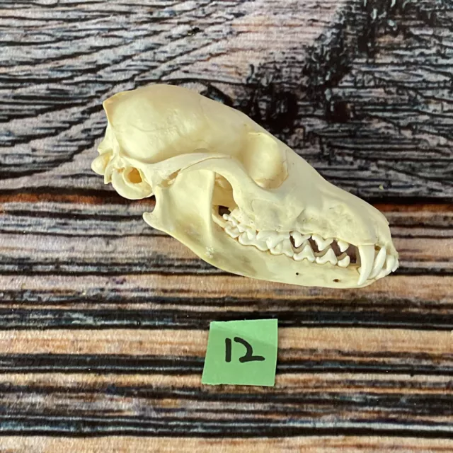 Real Red Fox Unique Animal Mount Halloween Skull Art Craft Mountain Man Canine