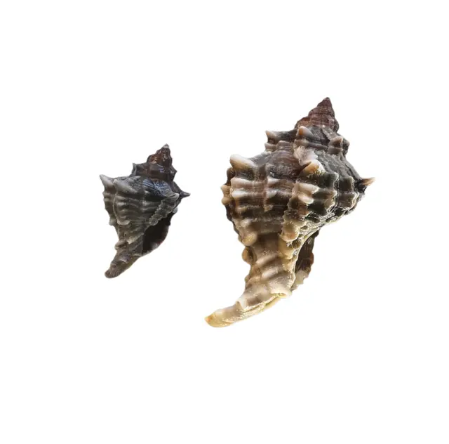 SHELLS CONCHIGLIE SET OF 2 HEXAPLEX TRUNCULUS mm.61,7 mm.37,4 MEDITERRANEO 2