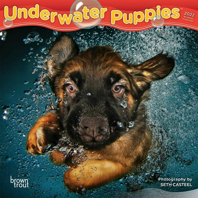 UNDERWATER PUPPIES 2022 MINI WALL CALENDAR 7x7 w £14.54 PicClick UK