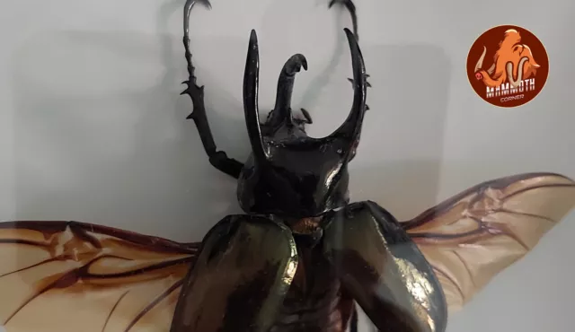 Chalcosoma atlas, insect in black frame