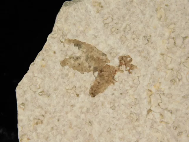 Fifty Million Year Old WINGED INSECT Fossil Wyoming 22.3gr