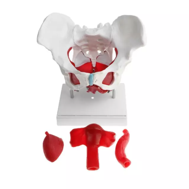 Life Size Female Pelvis Model with Pelvic Floor Muscles Colored