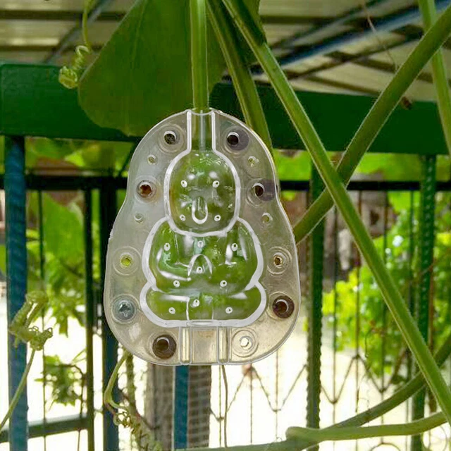 4 Pcs Transparent Forming Mold Buddha Growing Fruit Pumpkin Wen Wan