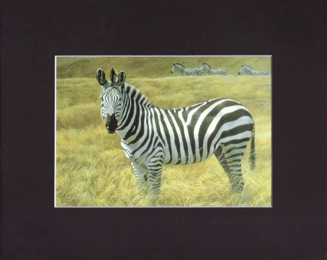 8X10" Matted Print Art Painting Picture, Robert Bateman: Zebra, 1966