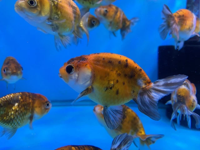 Thai Ranchu Goldfish Calico 2.5-3"  - FREE TWO-DAY SHIPPING