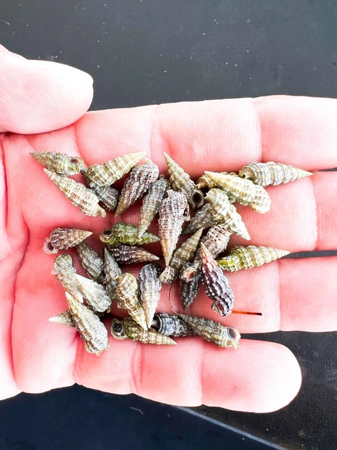 Cerith Snails Large 50 cnt. Algae eating and sand sifting saltwater snails