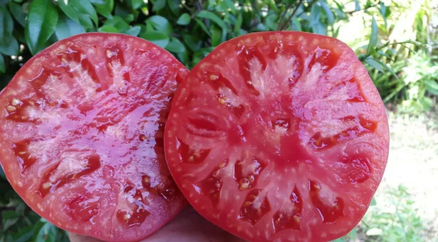 40 graines de tomate ELEPHANT FRAMBOISE - culture type Bio