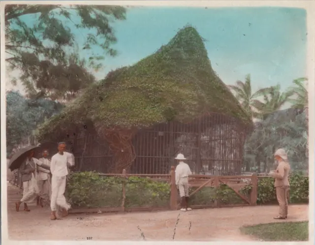 India, Mumbai, Tiger Cage View at Victoria Gardens, Vintage Print, Circa