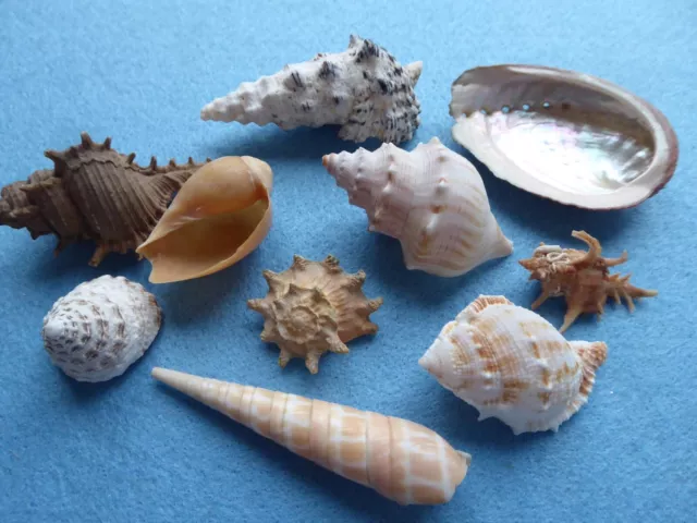 Collection 10 sea shells - beach/nautical scene, bathroom, aquarium. Imperfect.