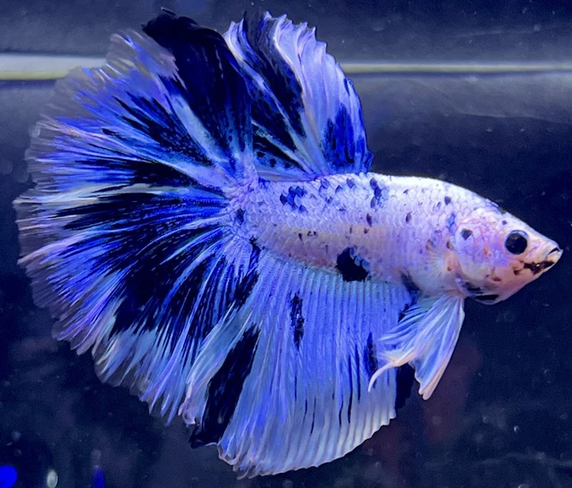 PRECIOUS Live Male Blue Marble Dot Over-Halfmoon Betta Fish (READ DESCRIPTION)