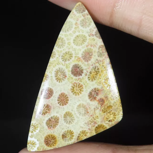100% Natural 34.00 Cts FOSSIL CORAL 23x42x4 mm Fancy Cabochon Loose Gemstone A90