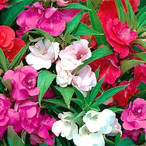 Camelia Flowered Mix Impatiens Seeds | 50 - 1,000 Seeds | Non-GMO | 1262