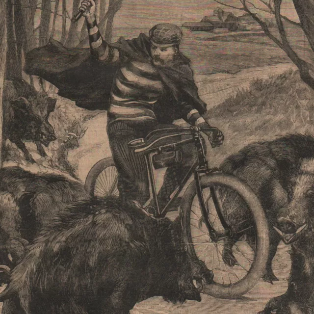 Bicyclist attacked by wild boars - cyclist - press engraving 1896