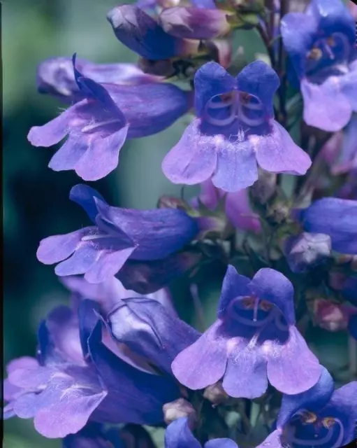 Pack x6 Penstemon 'Heavenly Blue' Perennial Garden Plug Plants