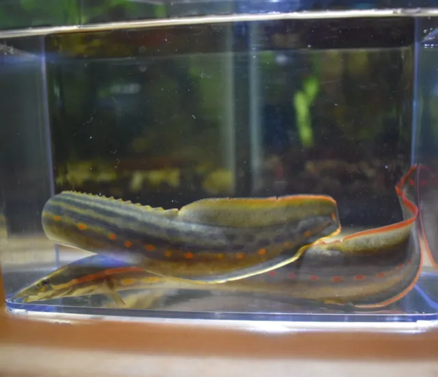 Live Fire Eeel (6-7" Rare Tropical Freshwater Aquarium Fish) *PLS READ DESCR* 2