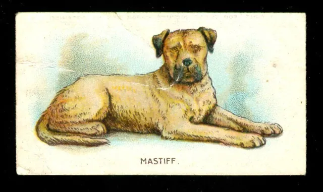 1911 MASTIFF Dog Card CANADIAN Tobacco Card C54 Fowls Pigeons & Dogs Series