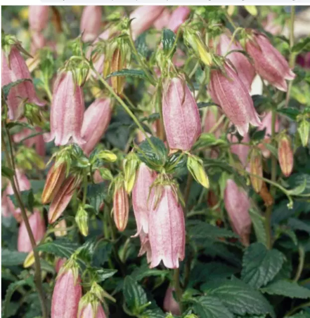 Campanula punctata Pink Chimes Plant Perennial 1 x 1 Litre Pot Long Flowered