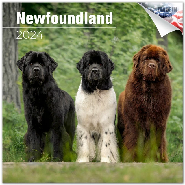 NEWFOUNDLAND DOG BREED Calendar 2024 FULL SIZE 12x24 Made in USA 15.99