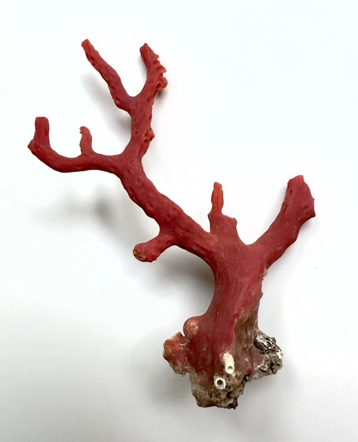 Branche De Corail Rouge Italien - Pierre Précieuse Naturelle Vintage, 100 Carats