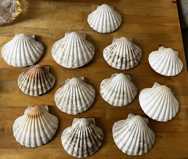 12x (24) Very Large Natural Scallop Shells 12-15cm-complete Flat + Cup Side