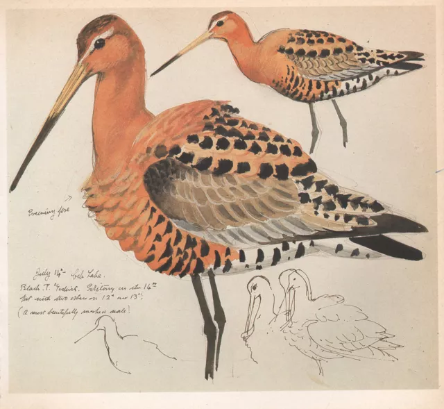 Beau Vintage Oiseau Imprimé~ Mâle Black-Tailed Godwit ~ Plummage