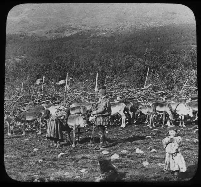 Magic Lantern Slide LAPLANDERS MILKING REINDEER NORWAY C1910 PHOTO SAMI PEOPLE