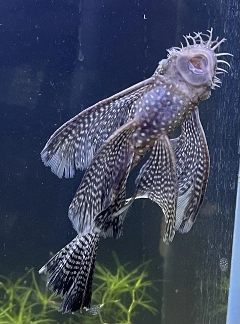 1 Pair Of Long Fin Brown Bristlenose Plecos. 3-4inches.