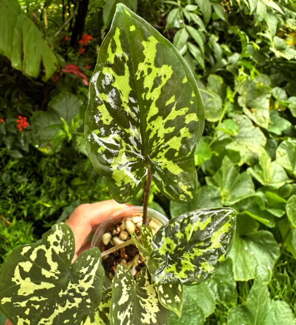 Caladium Tropical Indoor Outdoor Plant 205 Vibrant Colours | Colly Dolly EXPRESS