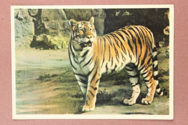 AMUR Ussuri tiger. Moscow Zoo. Vintage Russian postcard USSR 1963☀️