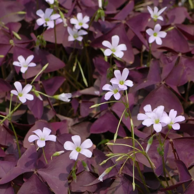 Oxalis triangularis pourpres, lot de 10 rhizomes de gros calibre