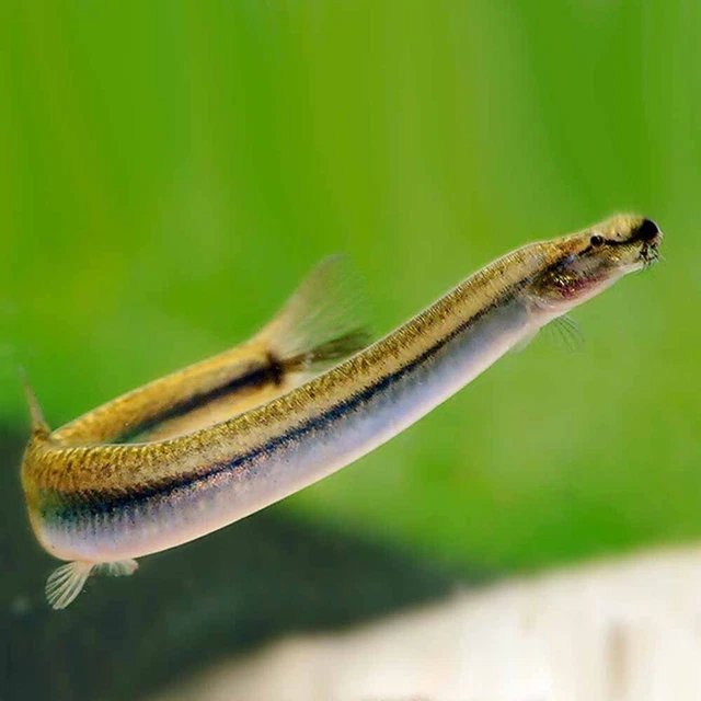 Pack of 3 Pangio Anguillaris Silver Kuhli Loach Live Freshwater Fish 2-3" Inches