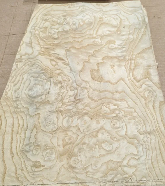 Ash White Burl wood veneer 14" x 19" raw no backing 1/42" thickness A grade