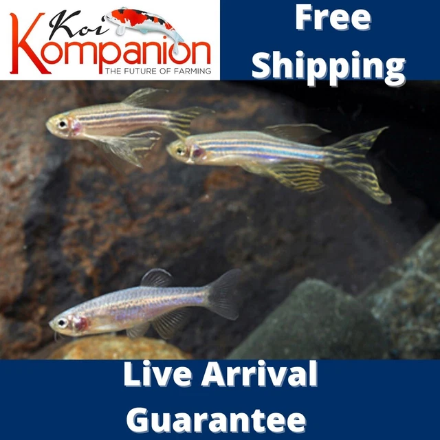 10/20/50X Longfin Danios Freshwater Fish Free Shipping Koi Kompanion