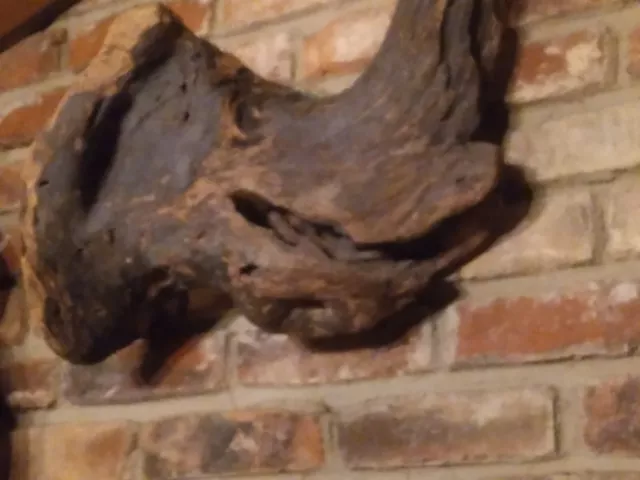 Unique Natural Tree Root Rhino Head Rhinoceros wall art one of a kind sculpture