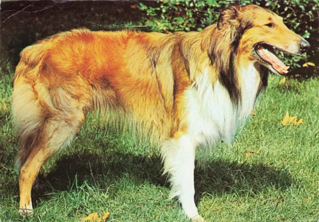 Animal Dog Collie Vintage Postcard Unposted with Writing