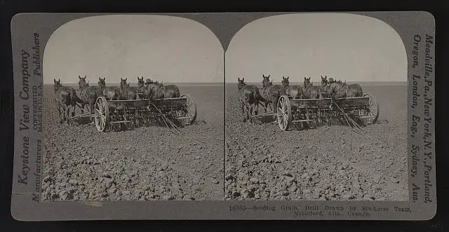 Seeding grain drill drawn by six horse team Nobleford Alta. Canada Old Photo