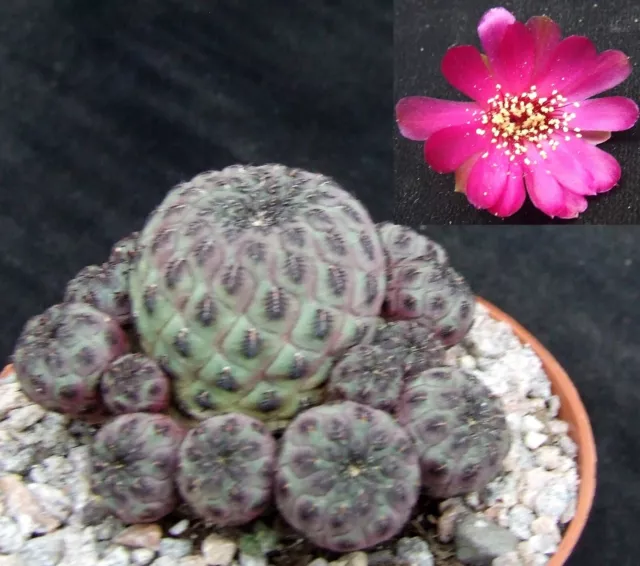 Sulcorebutia Rauschii choice flowering-size 6.4cm ex-collection Bolivian cactus