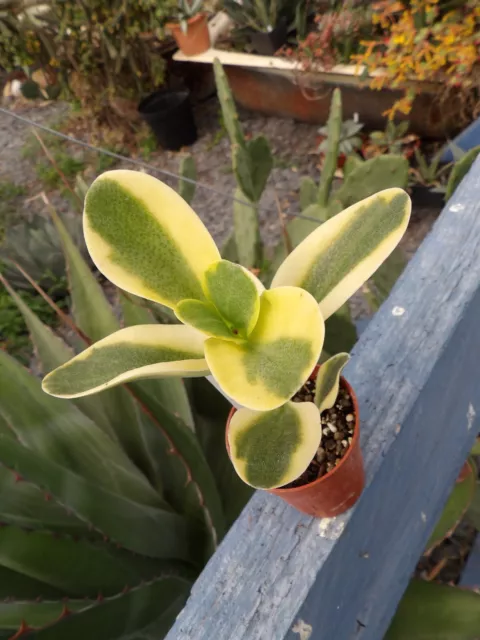 Crassula multicaulis variegata big lovely succulent pot5cm wysiwyg