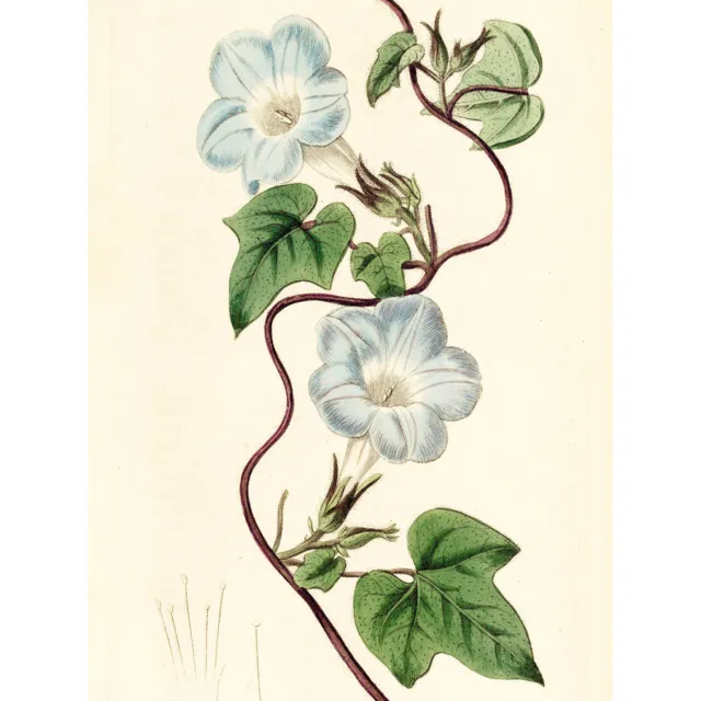 Edwards Ivy-leaved Morning Glory Flower Drawing Canvas Wall Art Print Poster