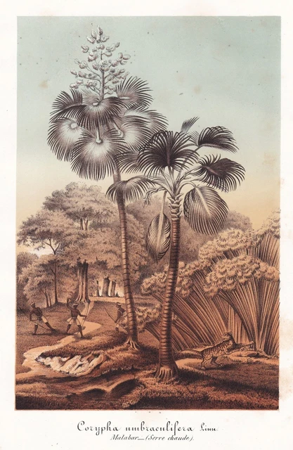 TALIPOTPALME CORYPHA UMBRACULIFERA Talipot Palm Tree Botanique Lemaire