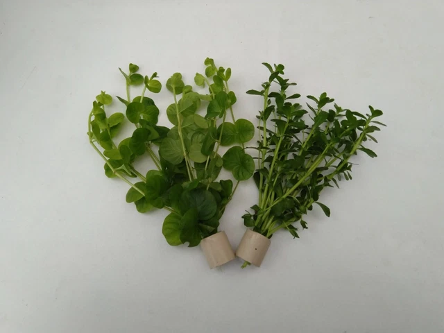 2Bund 20 Stc Bacopa monnieri, Lysimachia nummularia , Wasserpflanzen 3,45/St