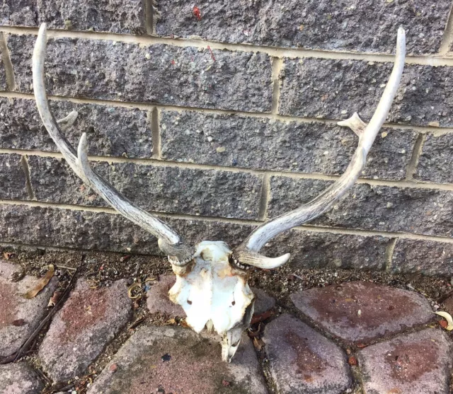 Deer Antlers And Skull Taxidermy Man Cave Bar