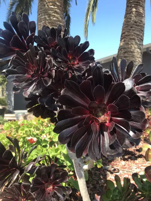 1 Cutting Of Aeonium arboreum ‘Black Rose' Shiny Darkest succulentBlack Magician