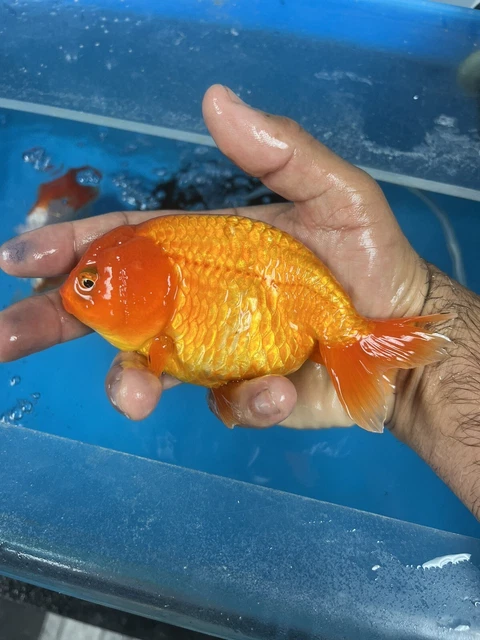 Fancy Goldfish Ranchu Live Fish 5”+