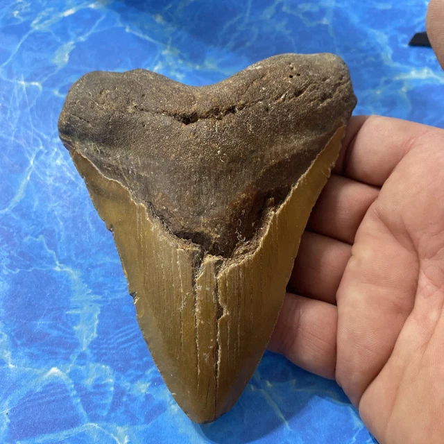 MEGALODON SHARK TOOTH 5.42” Huge Teeth Meg Scuba Diver Direct Fossil Nc