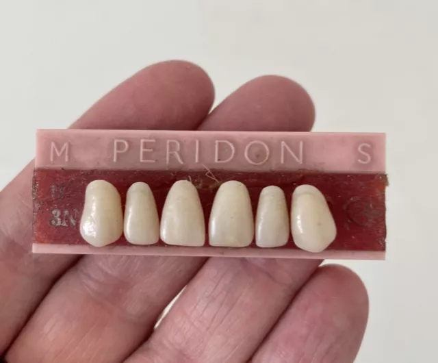 Vintage Dental False Teeth - Decorative Dentist Shop Display Peridon Brand