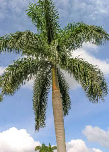 Roystonea Regia CUBAN ROYAL PALM tall tree ornamental palms plant seed 50 seeds